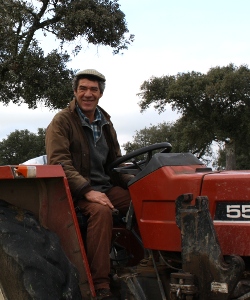 Swineherd of Iberic pigs on a tractor