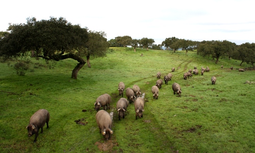 Conduite de porcs ibériques entre deux zones de pâturage