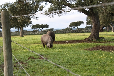 Ibérico-Schweine beim Fressen von Eicheln auf der Viehweide