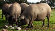 Cerdo ibérico en una dehesa