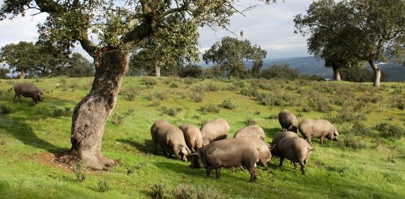 Cerdos de GM e Hijos en el campo