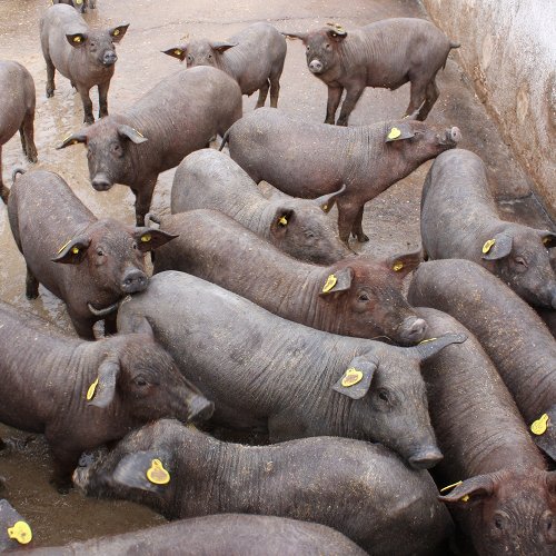 Cerdos ibéricos en una granja