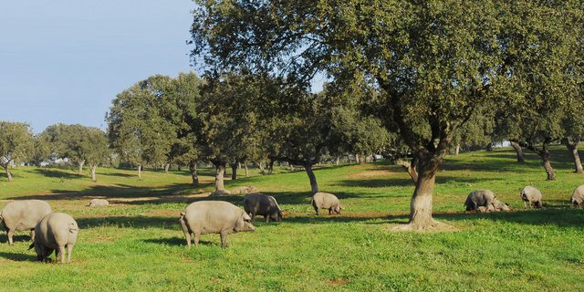 Cerdos pata negra en una dehesa ecológica