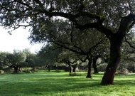 Dehesa del Valle de Los Pedroches