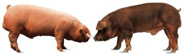Ejemplares de cerdos blancos (Landrace y Duroc)
