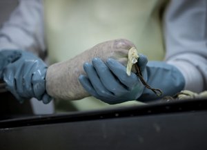 Embutido de la carne en tripa natural