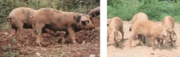 Cerdos ibéricos Manchado de Jabugo (izquierda) y Torbiscal (derecha)