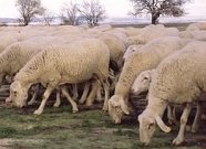 Ovejas castellanas en acción