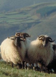 Ovejas latxas en acción