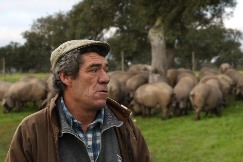 Pastor en una dehesa, con cerdos pastando detrás junto a una encina