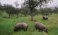 Piara pastando en una dehesa de Jabugo