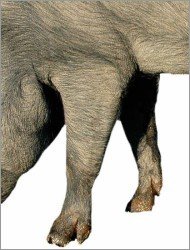 Pata delantera de un cerdo ibérico