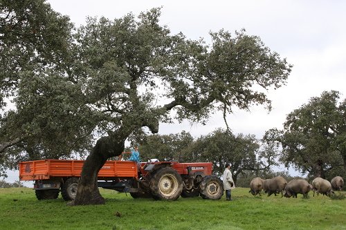 Cerdos ibéricos pastando en un encinar, junto a un tractor y una persona que los mira