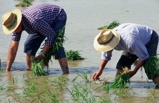 Sembrado de arroz