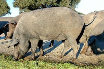 Ejemplares de cerdo ibérico (Retinto)