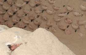 Salazón de jamones en la fábrica de Julián Martín