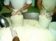 Elaboración artesanal del queso Vicente Pastor