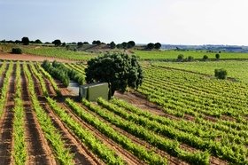 Viñedos en Fuentealbilla (Albacete)